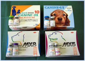 犬のワクチン写真