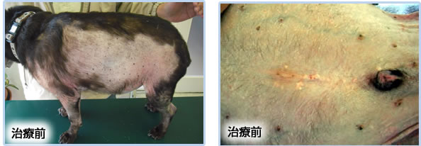 治療前｜クッシング症候群