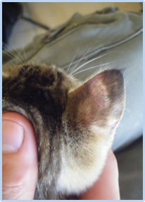 猫、感染症、皮膚糸状菌症、写真