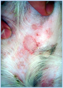 犬の感染症表在性膿皮症の写真