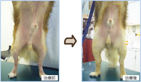 感染症、皮膚糸状菌症、治療前後写真