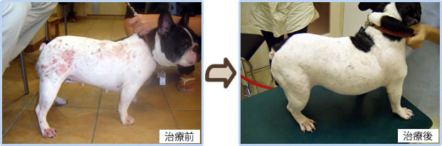 感染症、カイセン、治療前後写真2