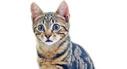 猫のイラスト